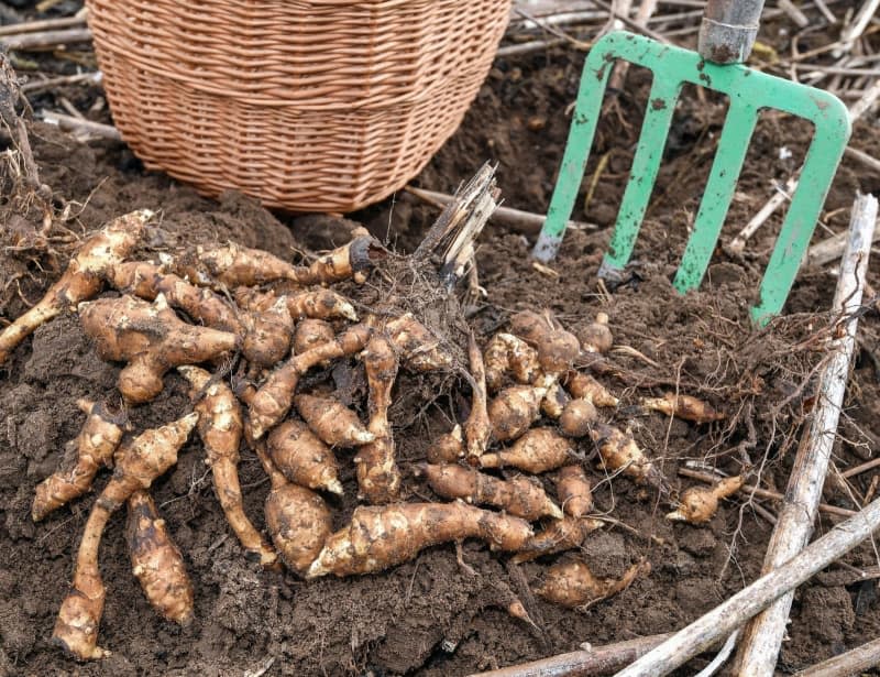 The tumbers of Jerusalem artichoke are harvested from late autumn onwards. Patrick Pleul/dpa