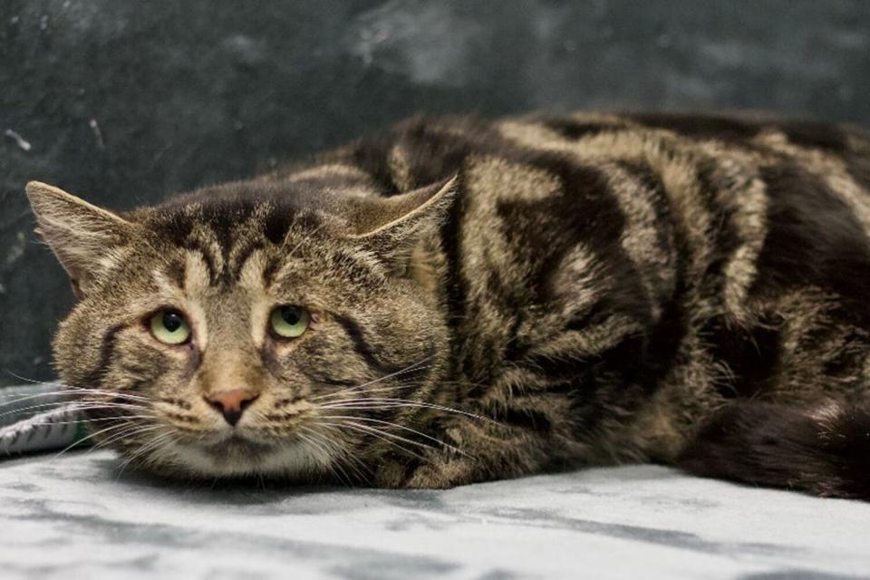 Depressed Cat Named Fishtopher Adopted