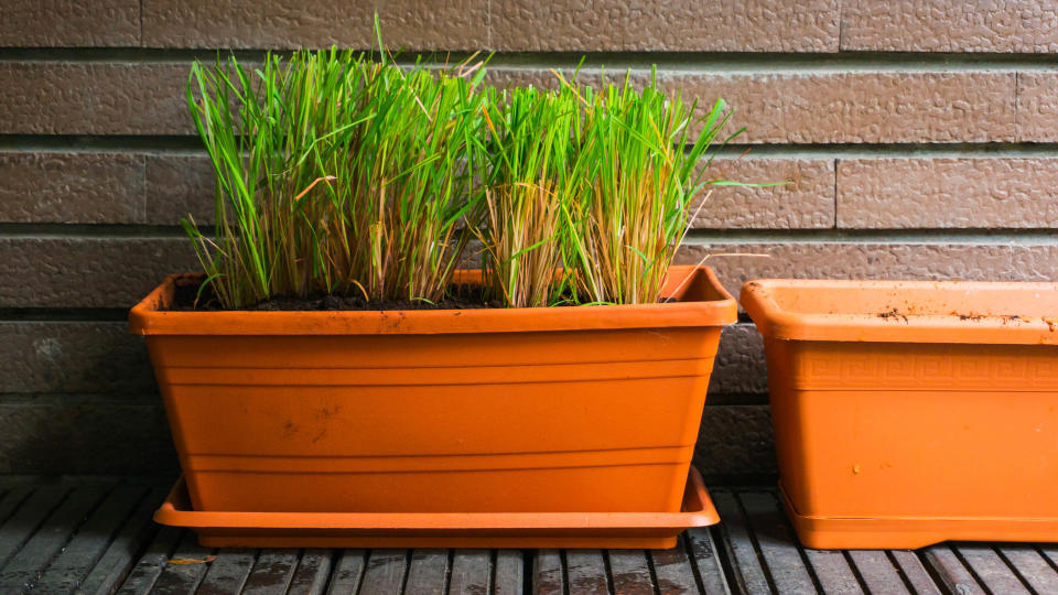 Lemongrass growing in a pot