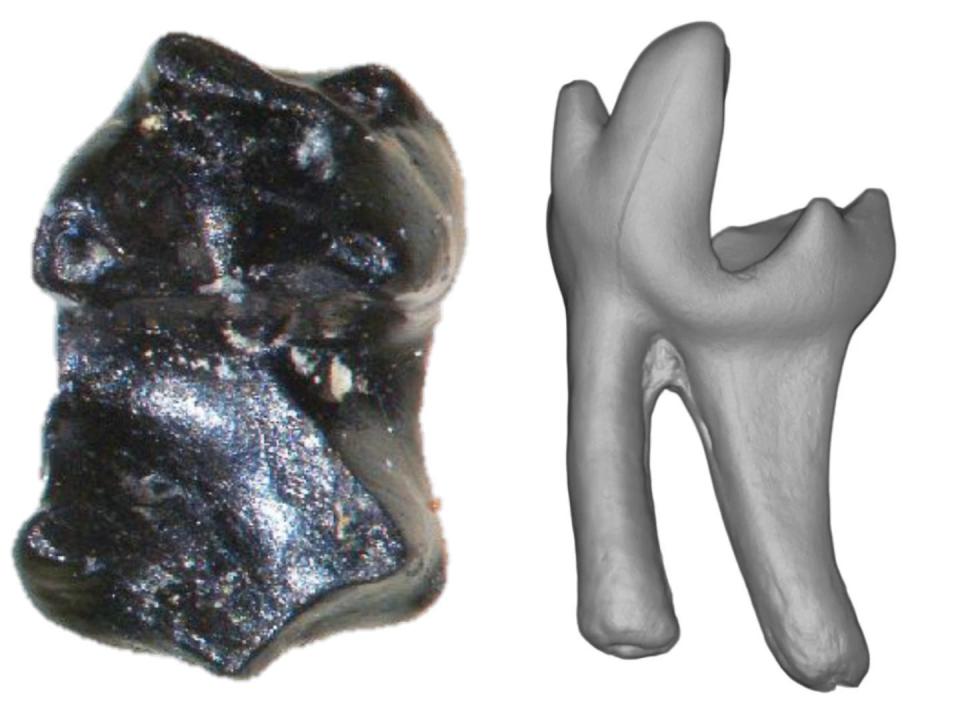 Side-by-side images of the Sikuomys mikros tooth and a rendering of the tooth