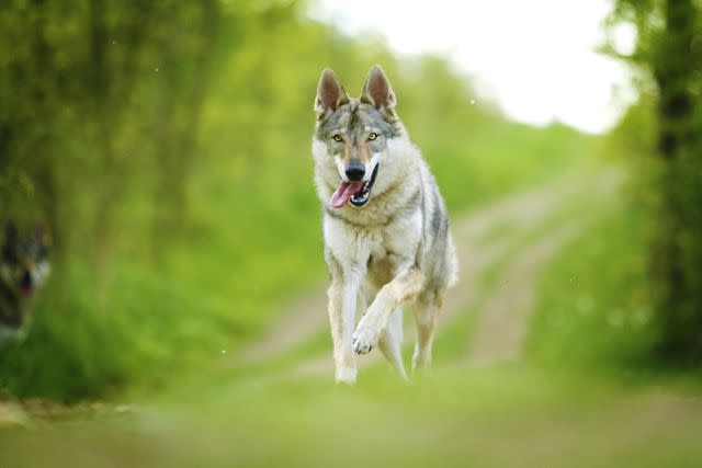 <p>Getty Images </p> The ideal Czechoslovakian Wolfdog should resemble a wolf in looks and movement.