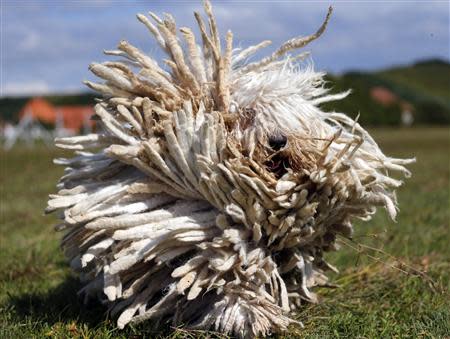 A Komondor, a traditional Hungarian guard dog, shakes its long fur in Bodony, 130 km northeast of Budapest September 3, 2013. REUTERS/Laszlo Balogh