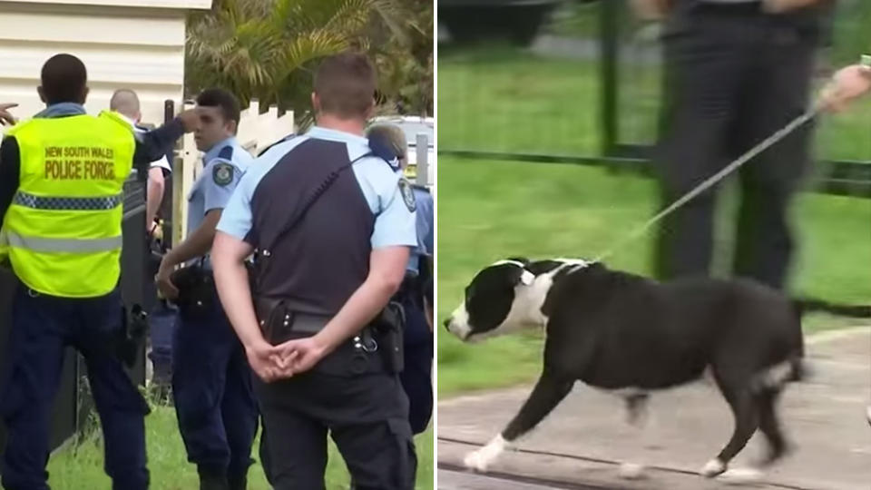 Picture of police standing outside on the street and a photo of the dog which attacked the girl