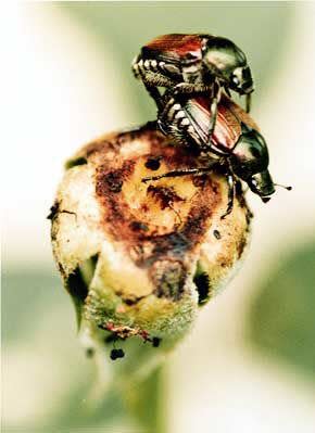 Japanese beetles