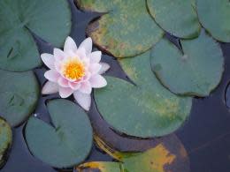 Lotus-flower