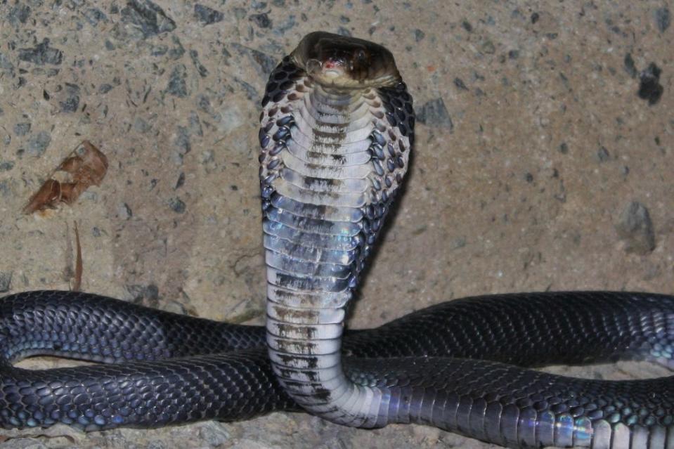 chinese cobra