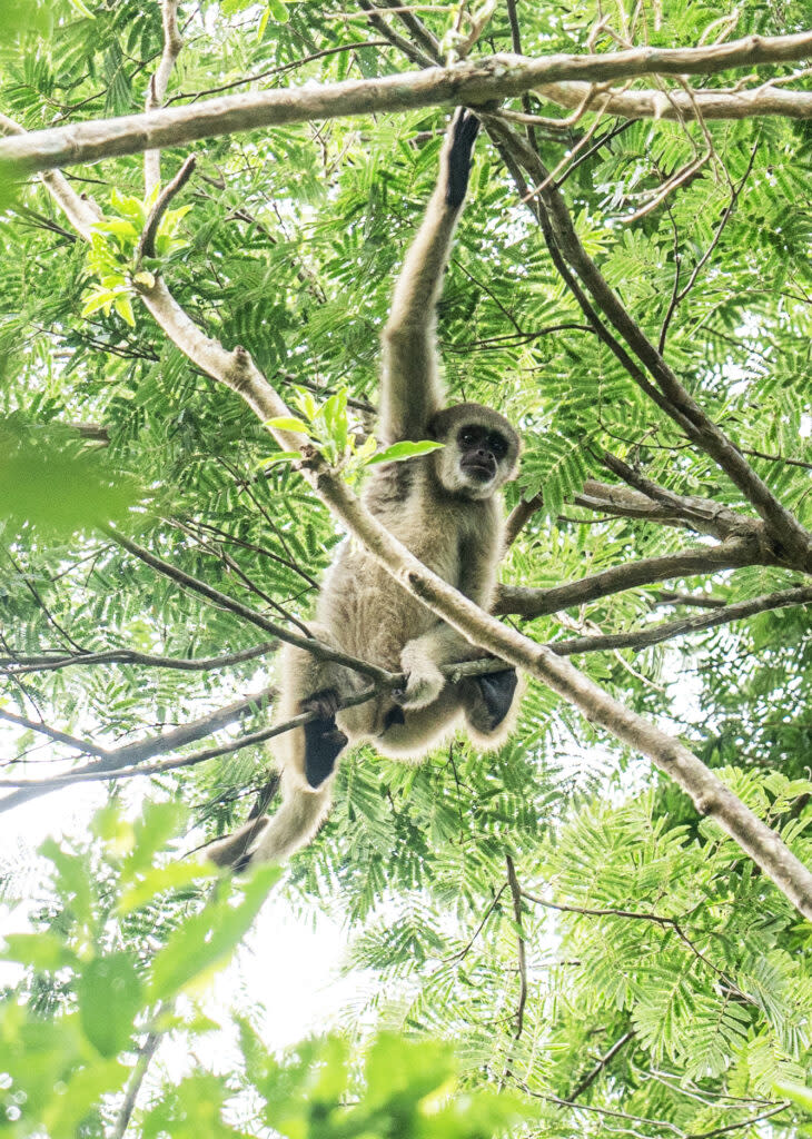 A woolly spider monkey in the Muriqui House (Image: Markus Bidaux)