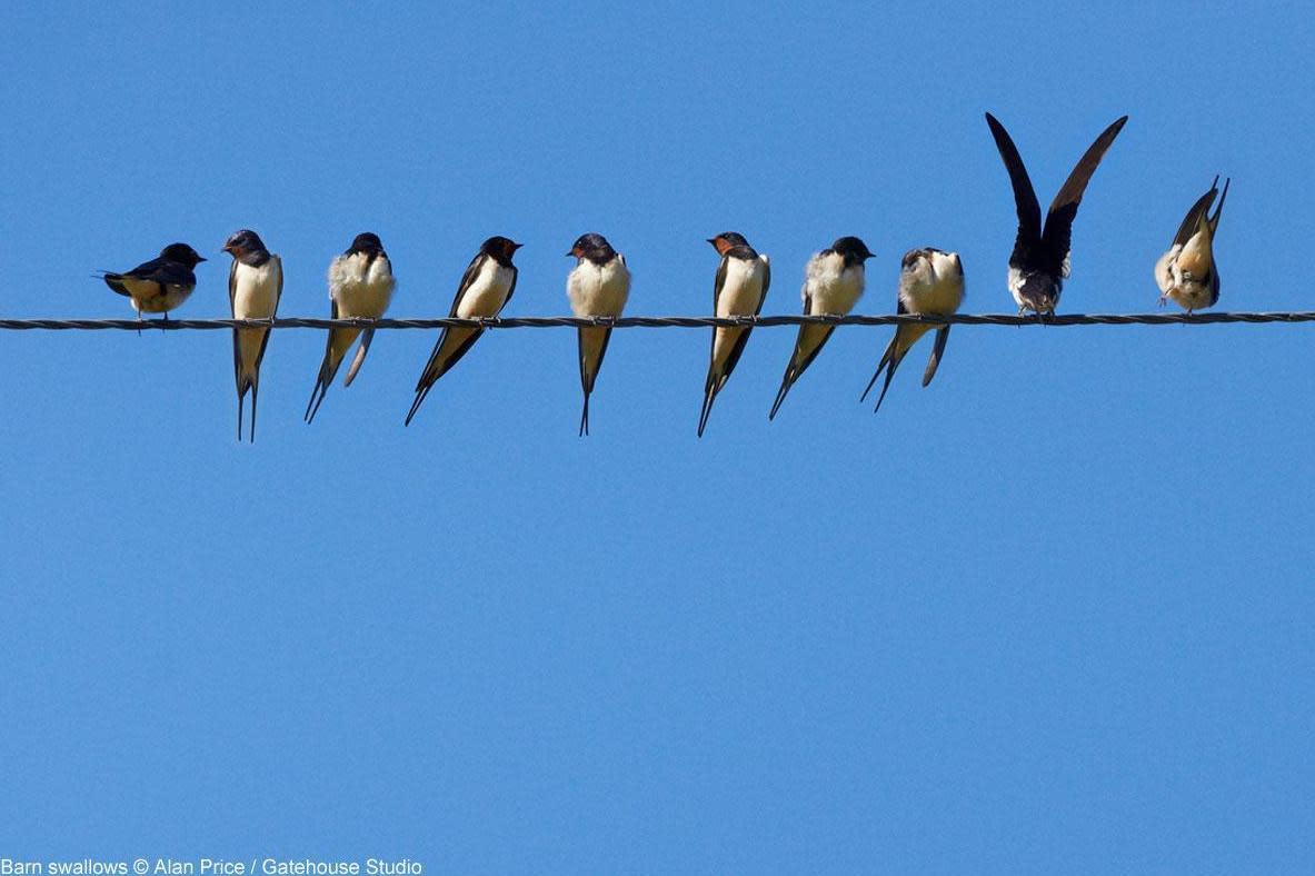 Swallows are on their way back to London from sub-Saharan Africa