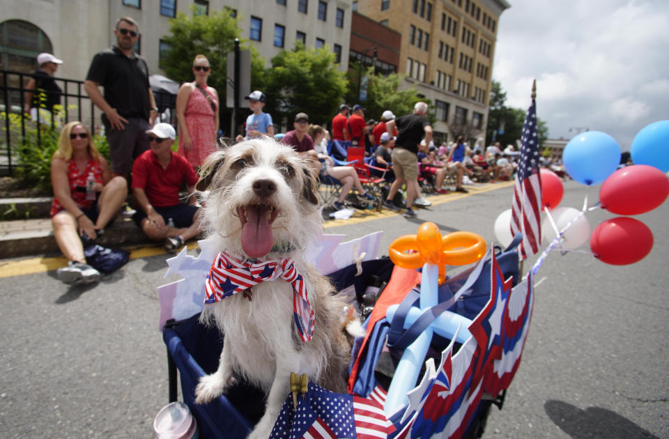 Un perro saca la lengua sobre una carreta durante un desfile por el Día de la Independencia de Estados Unidos, el martes 4 de julio de 2023, en Pittsfield, Massachusetts. (Ben Garver/The Berkshire Eagle vía AP)