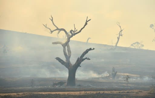 The devastating fires have raged since September, burning more than 10 million hectares (25 million acres) and killing 33 people
