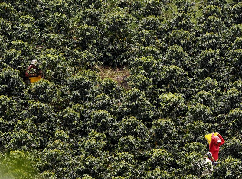 Foto de archivo. Cultivadores recogen café en una plantación cerca de Montenegro, en el departamento del Quindío