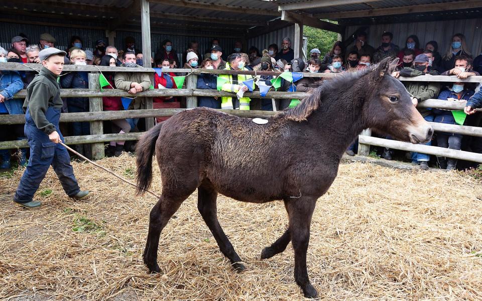 Dartmoor hill ponies at the annual auction. The ponies can be trained as domestic pets - MARK PASSMORE/APEX