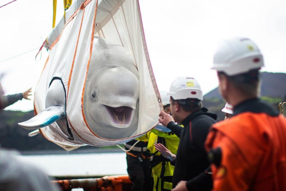 The whales were first transported to Klettsvik Bay in 2020 (Aaron Chown/PA) (PA Wire)