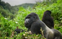 <p>Of the 800 or so mountain gorillas left in East Africa, more than half live in the forested foothills of the Virungas, a chain of 12,000-foot volcanoes stretching through Rwanda, Uganda, and Congo. Rwanda is by far the safest and most reliable (in terms of infrastructure) of the three, and this summer it will become even more enticing when Wilderness Safaris’ first Rwandan property, the upscale, six-villa <a rel="nofollow noopener" href="http://www.wilderness-safaris.com/camps/bisate-lodge" target="_blank" data-ylk="slk:Bisate Lodge;elm:context_link;itc:0;sec:content-canvas" class="link ">Bisate Lodge</a><em>,</em> opens near Volcanoes National Park. With dramatic views of the forested volcanic peaks, this new base—close to park headquarters, the departure point for daily treks—exists to fund conservation projects, including a reforestation program. In addition to spotting silverbacks, guests can see Buhondo and Burera lakes, the lava tunnels of the Musanze Caves, and the golden monkeys that are endemic to the region. —<em>Jane Broughton</em></p>