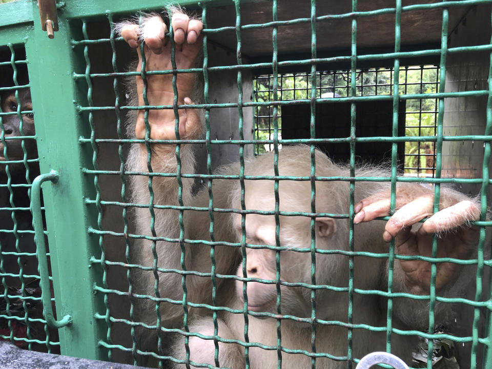 In this Wednesday, Dec. 19, 2018, photo. Alba, an albino orangutan, sits inside a cage before being released at Bukit Baka Bukit Raya National Park in Central Kalimantan, Indonesia. The world’s only known albino orangutan climbed trees, foraged for food and began building a nest after being released into a remote Borneo jungle more than a year after conservation officials found her starving and dehydrated in an Indonesian village. (AP Photo/Andi Jatmiko)