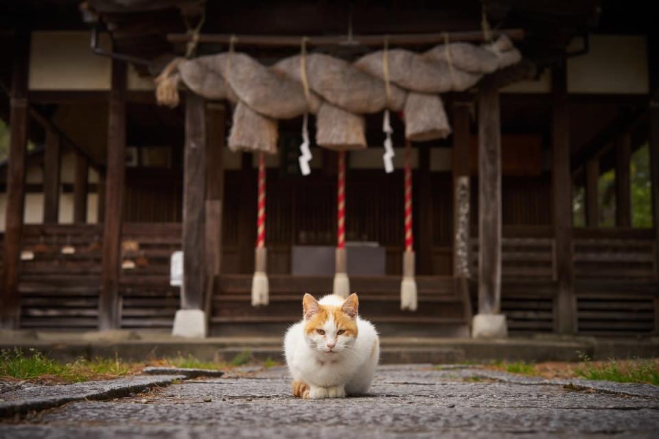 A cat lying in front of a Shinto shrine<p>tagu via Shutterstock</p>