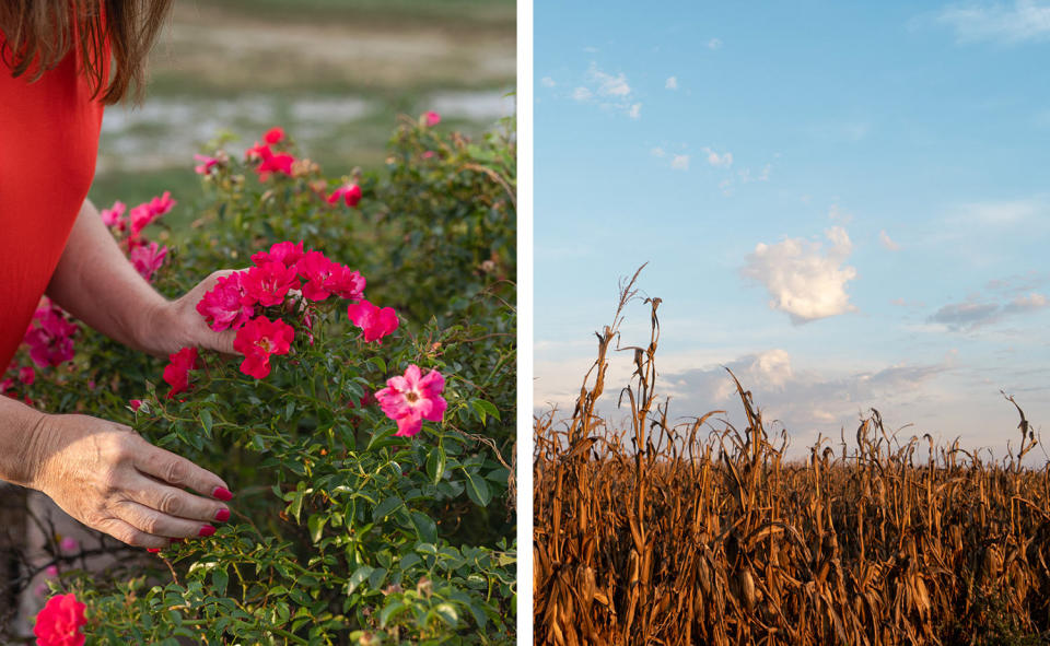 A side-by-side image a field of corn and of Ashley Swartz holding flowers. (Madeline Cass for NBC News)
