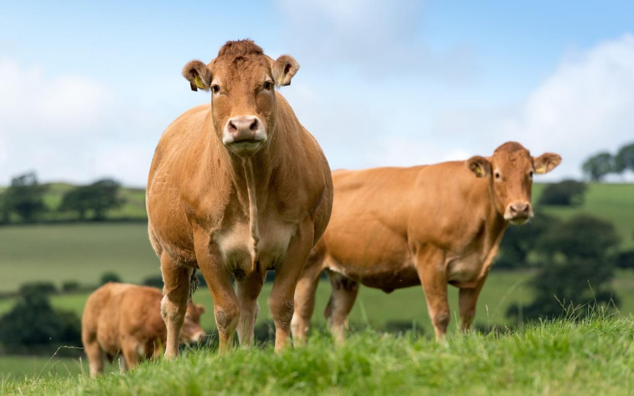 Cattle - Universal Images Group via Getty Images