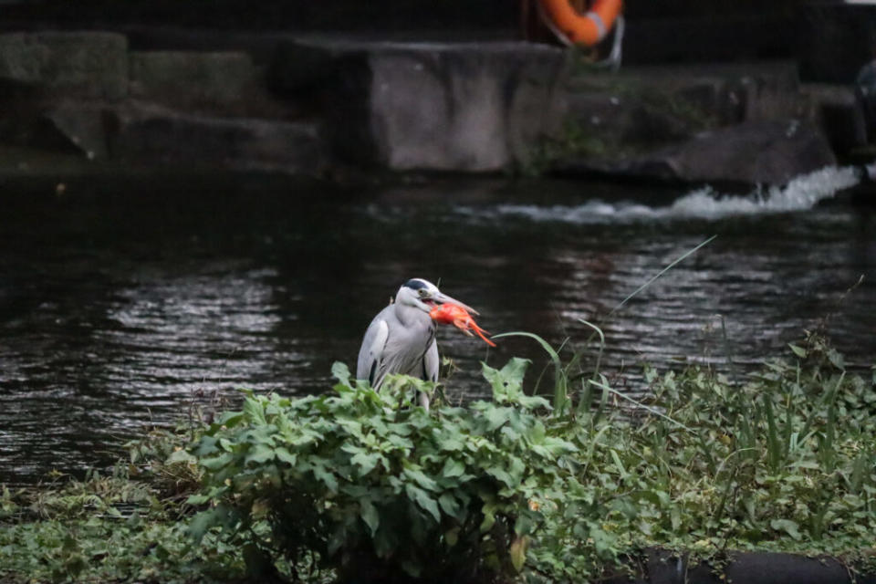 Tried as it might, the poor bird could not swallow the fish. (Photo courtesy of Nial Stewart)