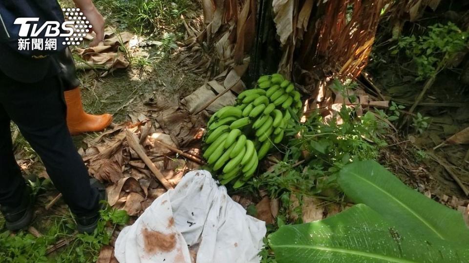 竊賊大肆破壞蕉園，將不能變賣的青蕉直接丟棄在地。（圖／TVBS）
