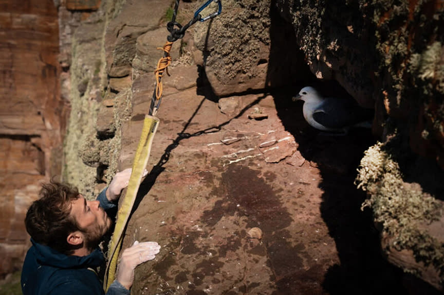 A climber looks at a fulmar in the shadows.