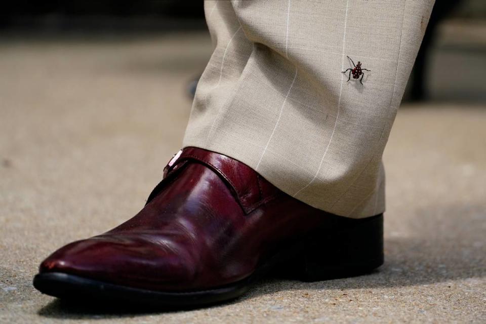 A spotted lanternfly nymph climbs the leg of Pennsylvania state Sen. Vincent Hughes during a rally to raise the state minimum wage at Sharon Baptist Church, Friday, July 9, 2021, in Philadelphia.