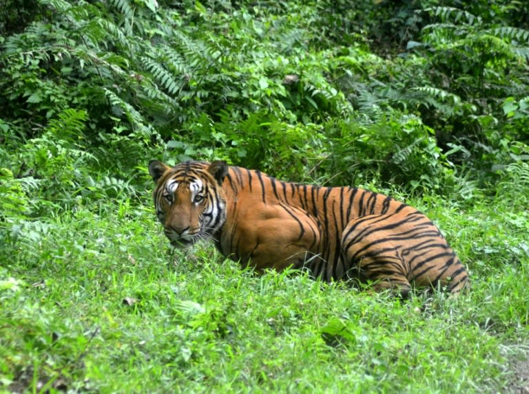 In India, attempts have been made to hack the GPS collars on endangered Bengal tigers in a case of "cyber poaching"