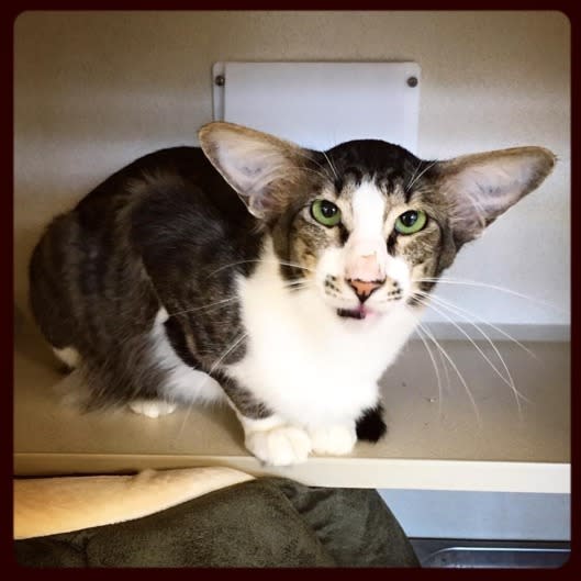 Do you think this shelter cat looks like actor Adam Driver?