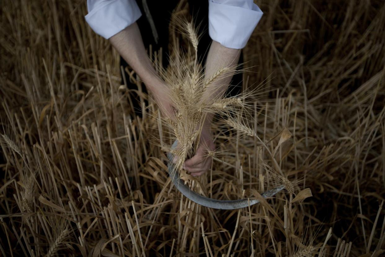 <span class="caption">An Ultra Orthodox Jewish man in Israel harvests wheat ahead of the holiday of Shavuot.</span> <span class="attribution"><a class="link " href="https://newsroom.ap.org/detail/Mideast%20Israel%20Palestinians%20Shavuot/02cafb190b254ab4ad473b6611b6915e?Query=shavuot&mediaType=photo&sortBy=arrivaldatetime:desc&dateRange=Anytime&totalCount=200&currentItemNo=150" rel="nofollow noopener" target="_blank" data-ylk="slk:AP Photo/Ariel Schalit;elm:context_link;itc:0;sec:content-canvas">AP Photo/Ariel Schalit</a></span>