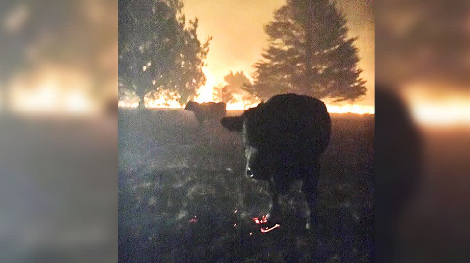 Livestock perished in the flames. Source: Supplied