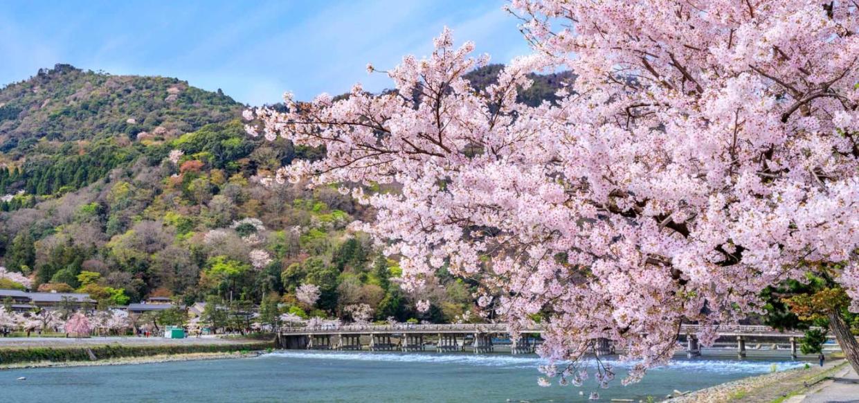 One-day cherry blossom viewing tour in Kyoto, Japan. (Photo: KKday SG)