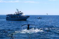 <p>On a sunny summer day, being on the water is an obvious date choice. But why not shake things up a bit? <a href="https://whalewatch.com/" rel="nofollow noopener" target="_blank" data-ylk="slk:Whale watching tours" class="link ">Whale watching tours</a> add a sense of excitement and adventure to your vacation. Some companies, like Dolphin Fleet of Provincetown, even guarantee at least one whale sighting per trip! Before heading back to the hotel (we recommend <a href="https://www.landsendinn.com/" rel="nofollow noopener" target="_blank" data-ylk="slk:Land's End Inn" class="link ">Land's End Inn</a> for a little luxury), stop for a lobster roll at <a href="http://www.thecanteenptown.com/" rel="nofollow noopener" target="_blank" data-ylk="slk:The Canteen" class="link ">The Canteen</a>. </p><p><a class="link " href="https://go.redirectingat.com?id=74968X1596630&url=https%3A%2F%2Fwww.tripadvisor.com%2FTourism-g41778-Provincetown_Cape_Cod_Massachusetts-Vacations.html&sref=https%3A%2F%2Fwww.countryliving.com%2Flife%2Ftravel%2Fg42473731%2Fromantic-getaways-in-new-england%2F" rel="nofollow noopener" target="_blank" data-ylk="slk:Shop Now">Shop Now</a></p>