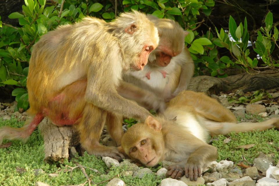 two monkeys peck at the fur of a third one lying on the ground