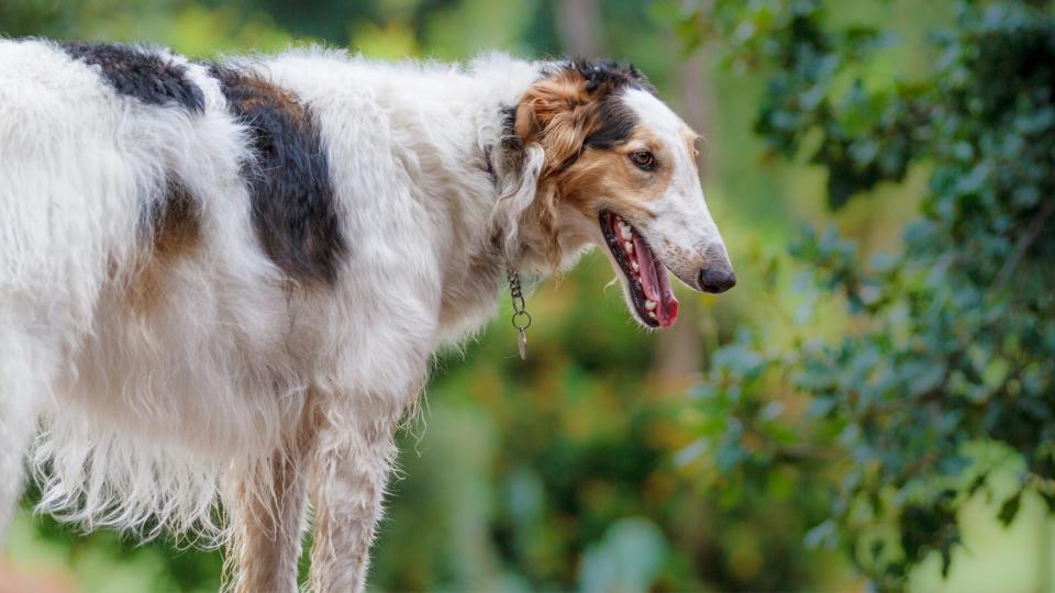 Borzoi dog stood against a leafy background