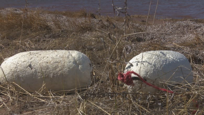 Environmental group having hard time cleaning up Murray Harbour beach