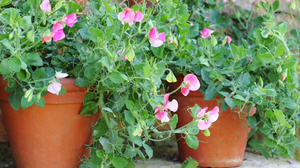 sweet peas planted in terracotta pots