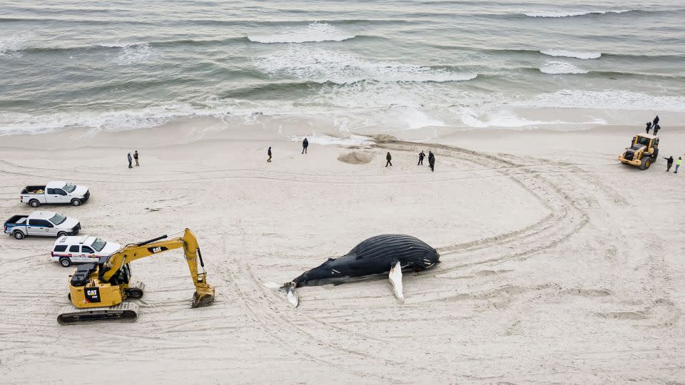 Emergency crews determine how to handle the carcass of a humpback whale that washed up on Lido Beach, New York, in late January. - Justin Lane/EPA-EFE/Shutterstock