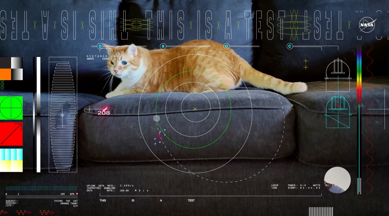 A screengrab from NASA's video beamed from outerspace featuring an orange tabby named Taters.