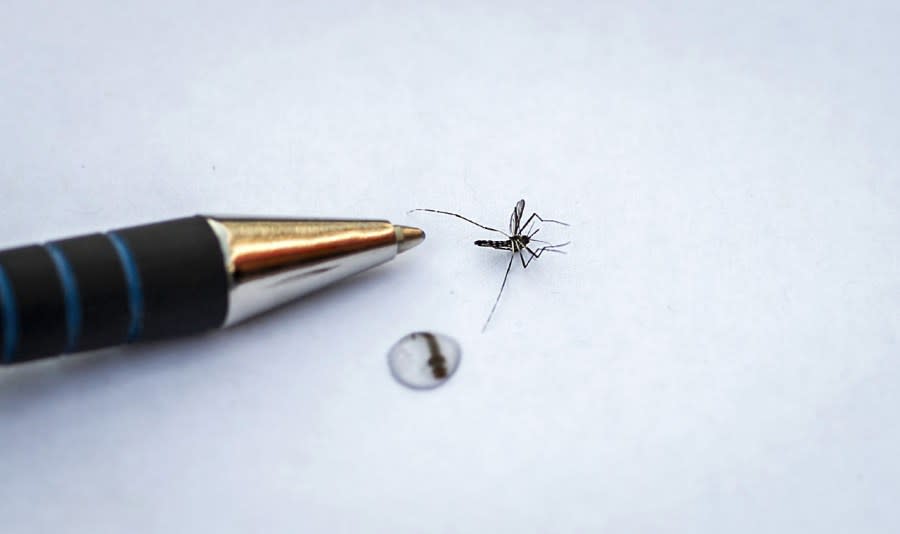 A dead tiger mosquito is shown on a white background with a ball-point pen next to it to provide perspective.