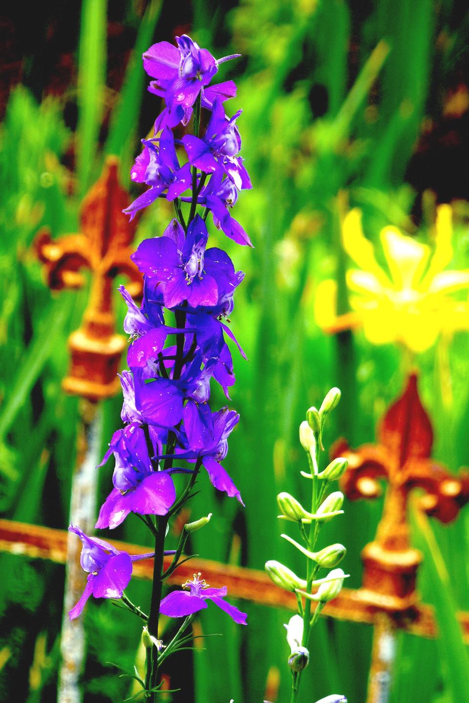 A tall, slender, dark purple, almost blue, floral spire of a larkspur. Larkspurs are brilliant additions to ornamental spring gardens with floral displays the entire month of May.
