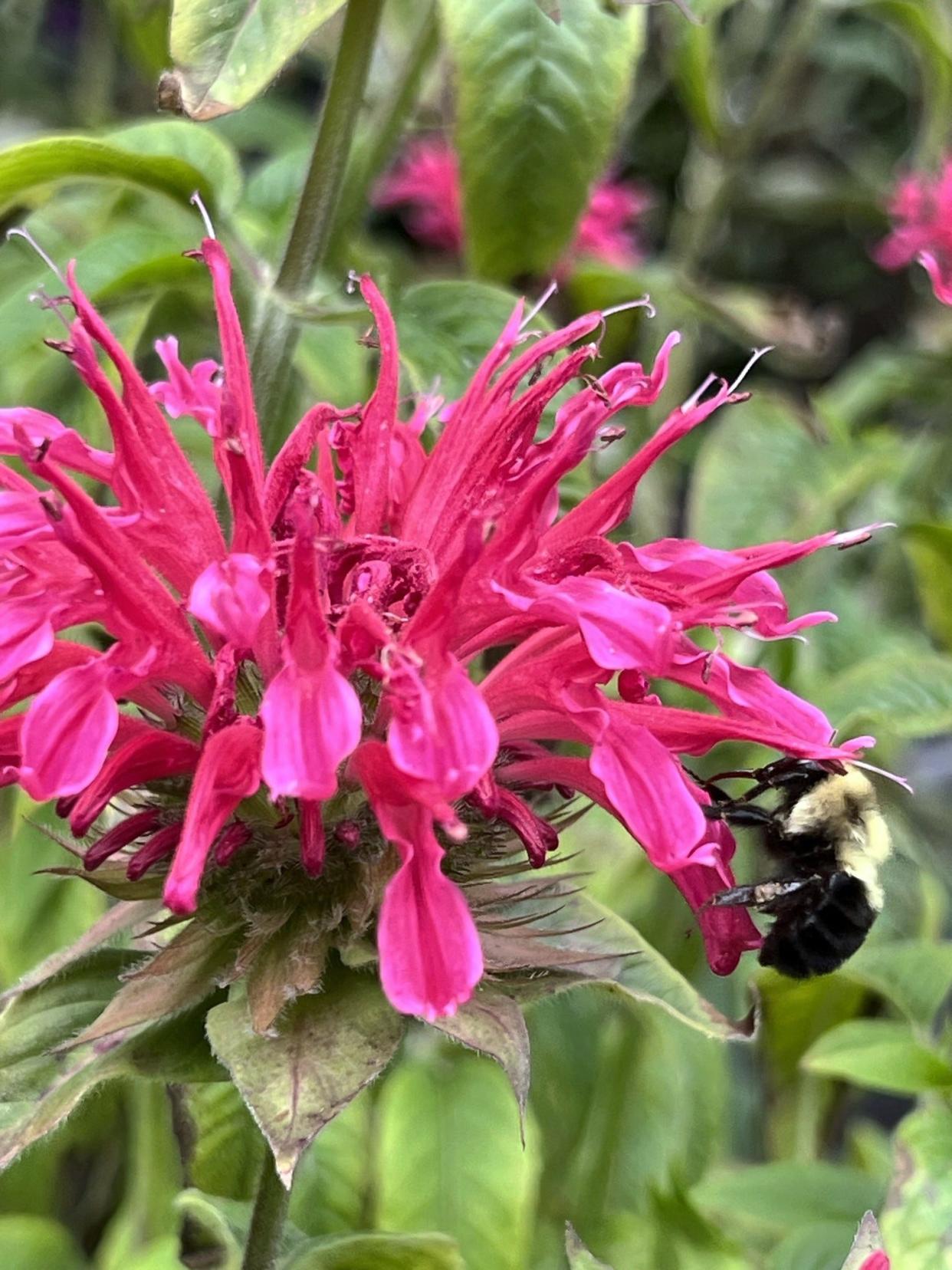 Native flowers are better pollinators