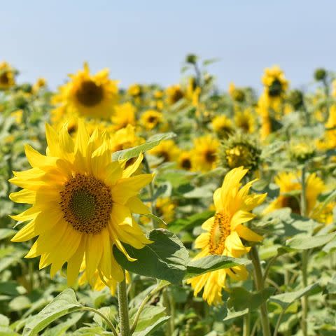 <p>The National Trust's Rhossili Bay is home to 15 hectares of wildflower meadows and over 17 <a href="https://www.countryliving.com/uk/wildlife/countryside/a28468662/sunflower-fields-visit-uk/" rel="nofollow noopener" target="_blank" data-ylk="slk:sunflower fields;elm:context_link;itc:0;sec:content-canvas" class="link ">sunflower fields</a>. Located along the beautiful South Gower coastline in Wales, it's a breathtaking maze-like display to enjoy each summer. </p><p><a class="link " href="https://go.redirectingat.com?id=127X1599956&url=https%3A%2F%2Fwww.nationaltrust.org.uk%2Frhosili-and-south-gower-coast%2Ffeatures%2Fsunflowers-at-rhosili&sref=https%3A%2F%2Fwww.countryliving.com%2Fuk%2Fwildlife%2Fcountryside%2Fg36350167%2Fflower-field%2F" rel="nofollow noopener" target="_blank" data-ylk="slk:MORE INFO;elm:context_link;itc:0;sec:content-canvas">MORE INFO</a></p><p><a href="https://www.instagram.com/p/CN2jAV_gv32/" rel="nofollow noopener" target="_blank" data-ylk="slk:See the original post on Instagram;elm:context_link;itc:0;sec:content-canvas" class="link ">See the original post on Instagram</a></p>