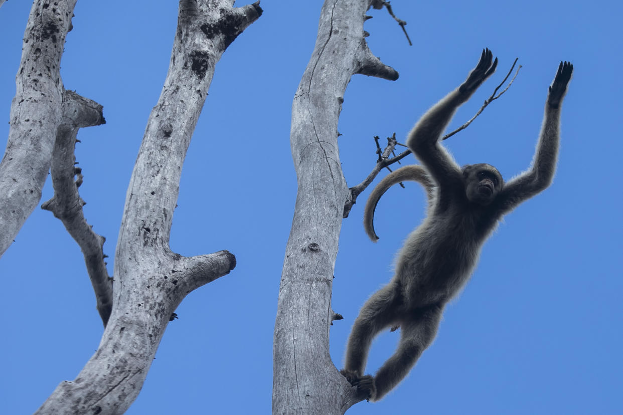 A northern muriqui monkey jumps from a tree at the Feliciano Miguel Abdala Natural Heritage Private Reserve in Caratinga, Minas Gerais state, Brazil, Wednesday, June 14, 2023. (AP Photo/Bruna Prado)