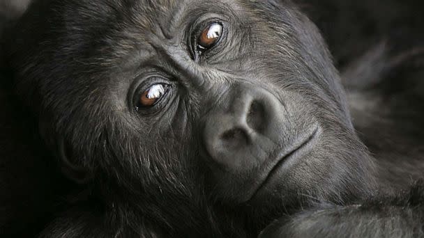 PHOTO: Three-year old lowland gorilla Pinga rests, July 18, 2006, at the Diane Fossey gorilla center in Goma, in the eastern Democratic Republic of Congo.  (John Moore/Getty Images)