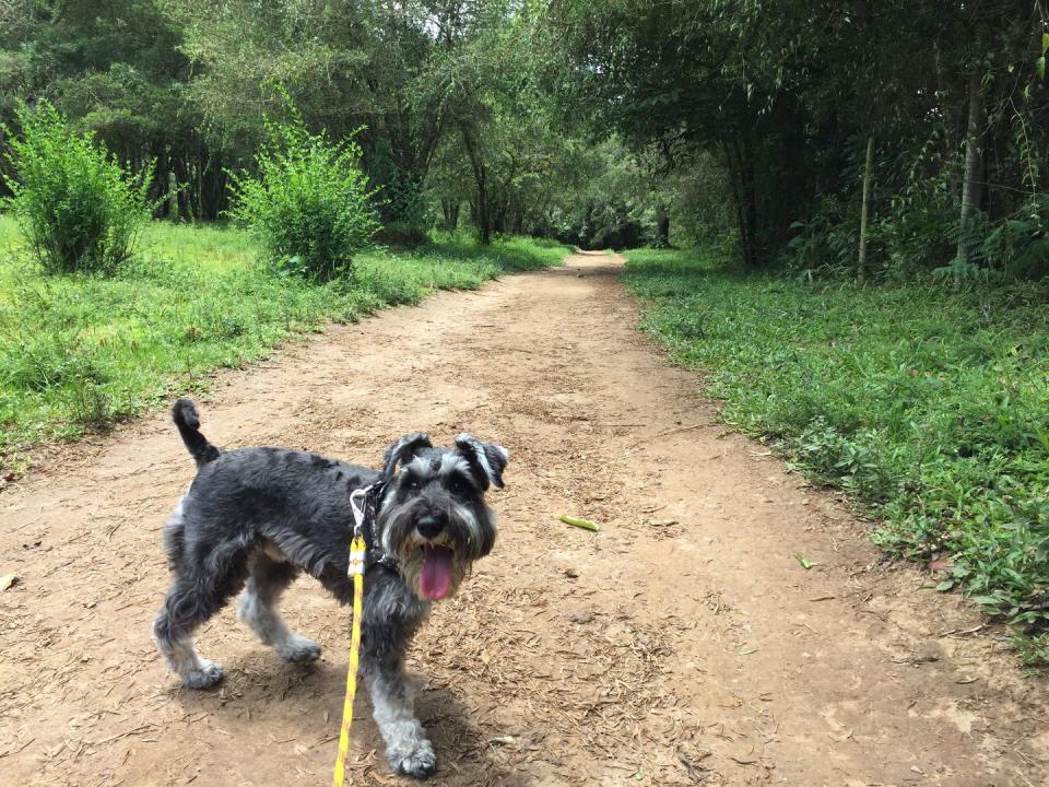 best small dog breeds miniature schnauzer