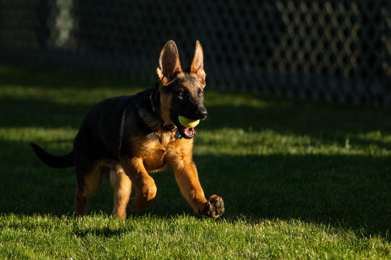 Commander, le nouveau chien des Biden à la Maison Blanche - Handout / The White House / AFP