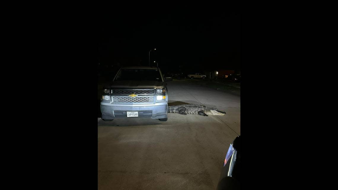 Animal control and Harris County Precinct 4 deputies wrangled the alligator.