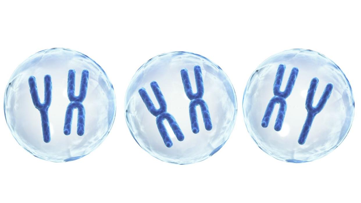 x and y chromosomes in cell