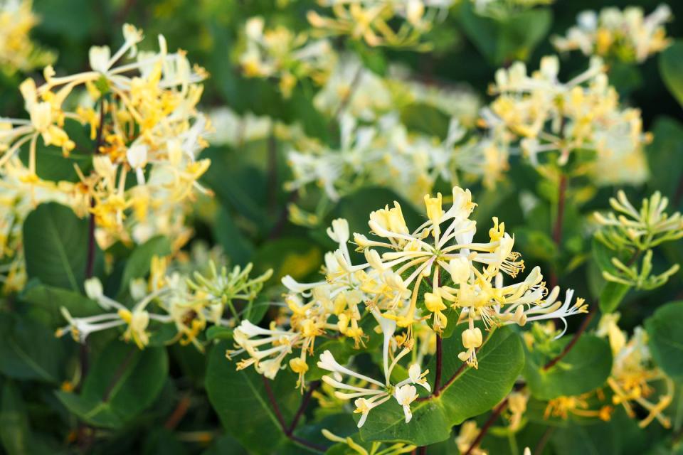 invasive plants japanese honeysuckle