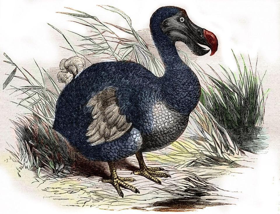 The Dodo